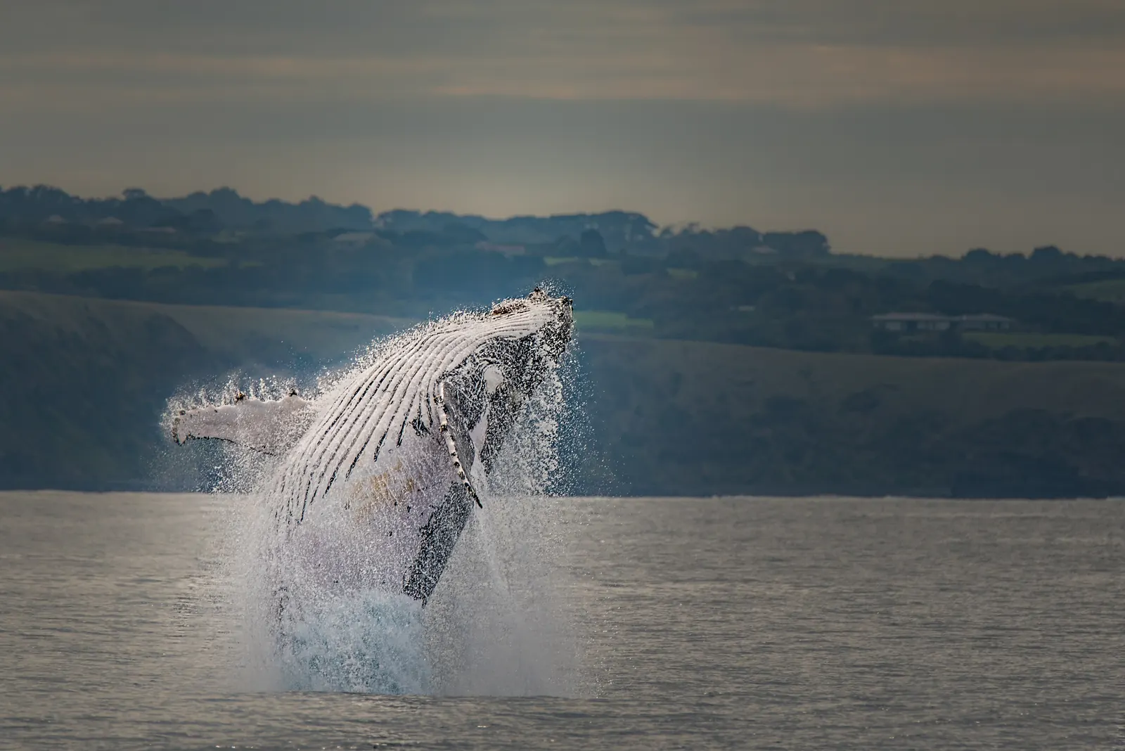 Humpback whale breaching off the Phillip Island coast.