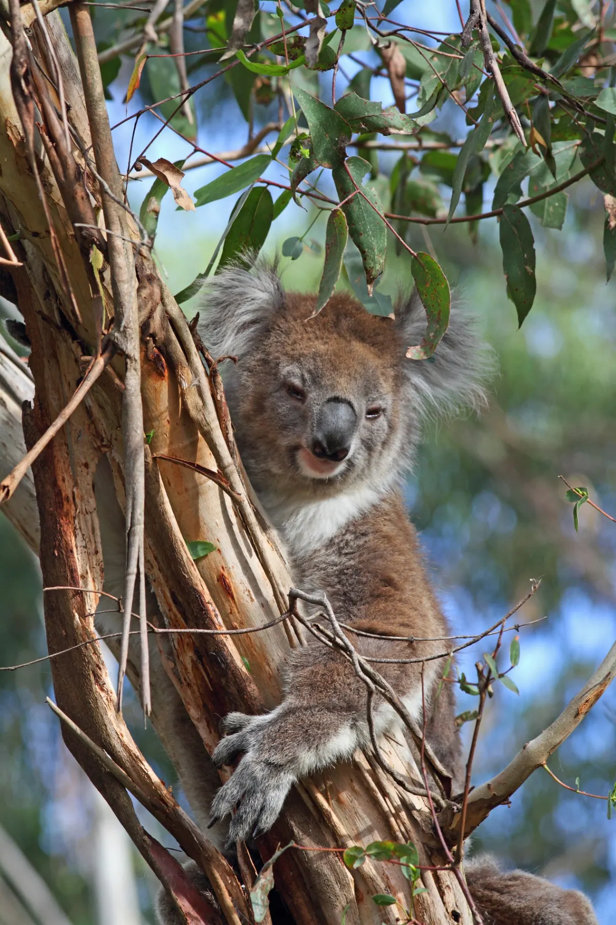 Koala resting in a eucalyptus tree on Phillip Island.