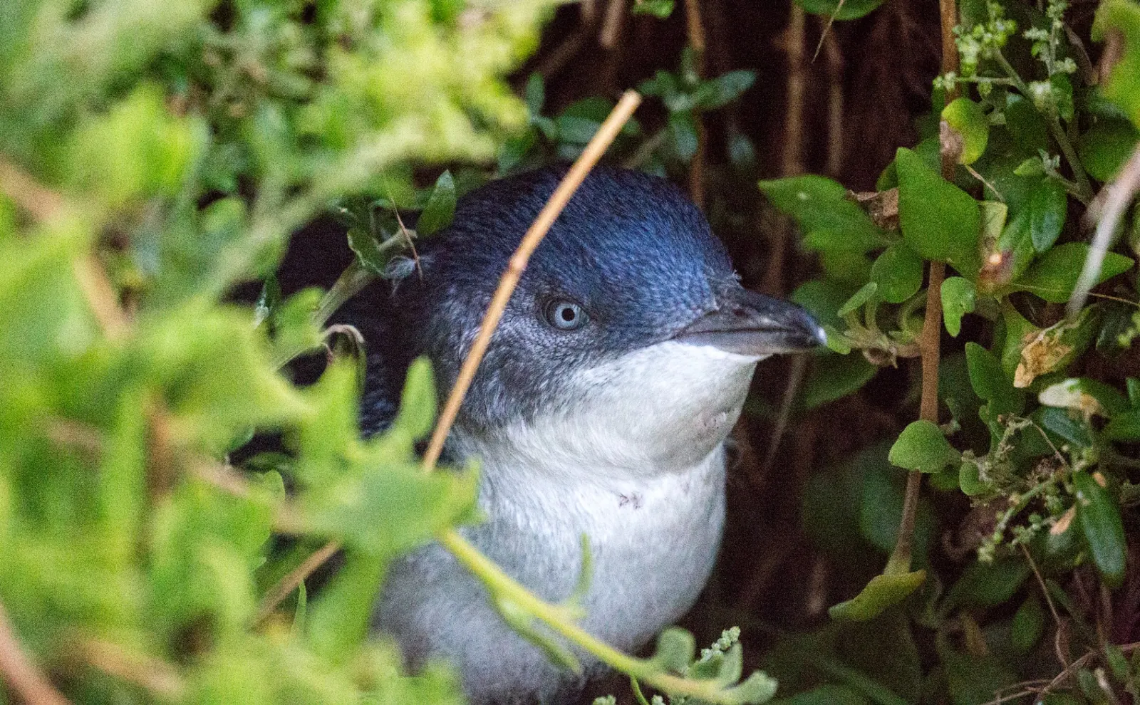 Little penguin sheltering in coastal vegetation on Phillip Island.