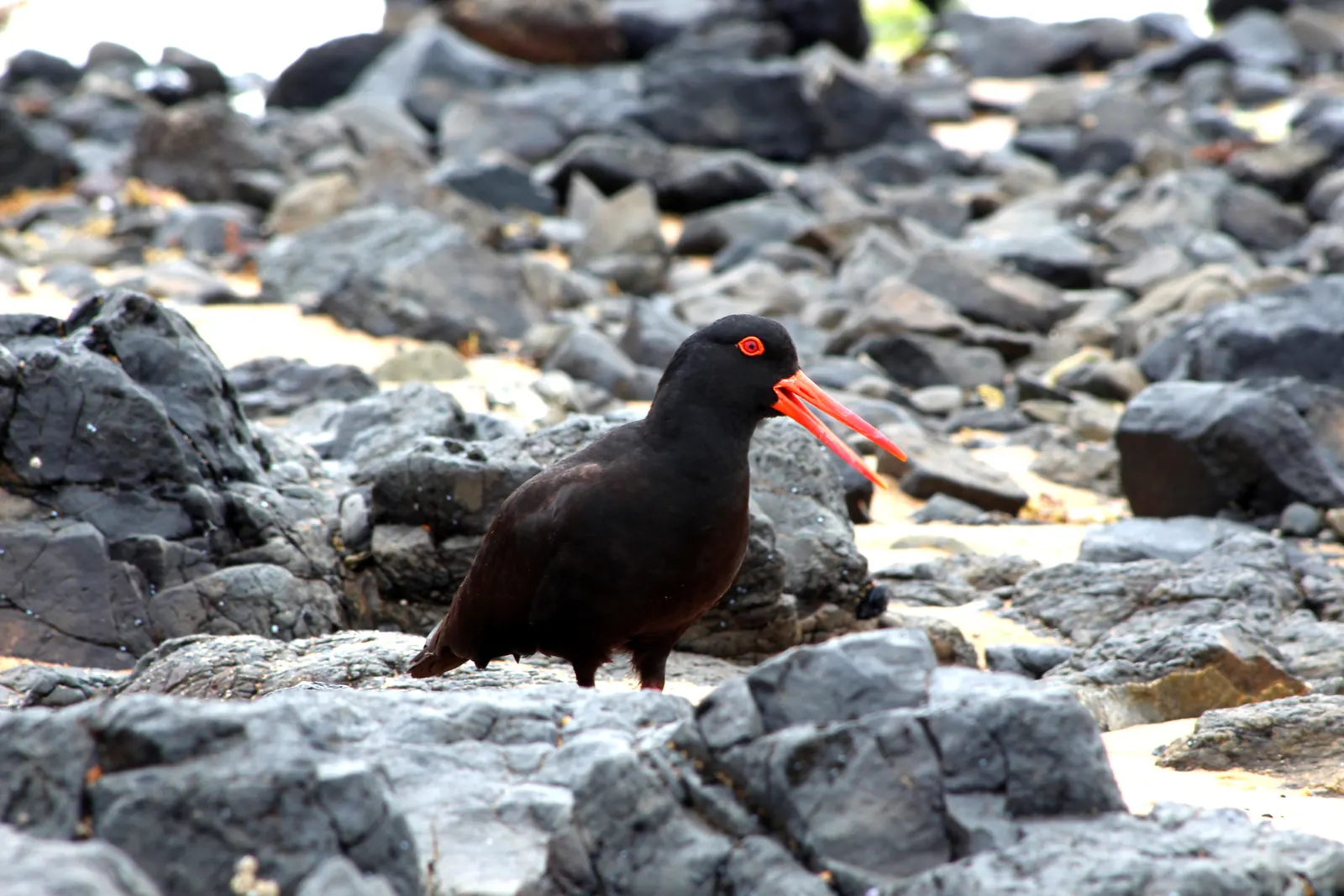 Sooty oystercatcher on coastal rocks on Phillip Island.