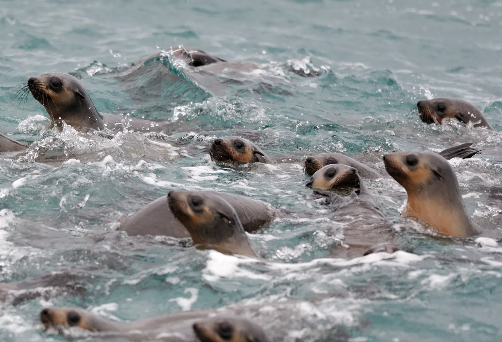 Australian fur seals swimming off Phillip Island.